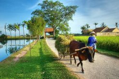 DUONG LAM ANCIENT VILLAGE FULL DAY